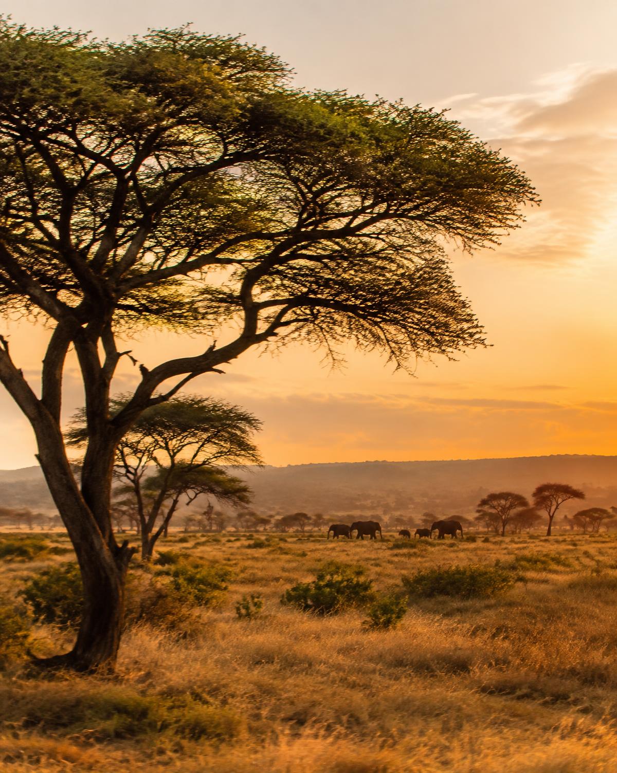 Acacia tree over golden savanna with distant elephants at sunset in East Africa